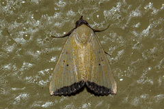 Phytometra subflavalis