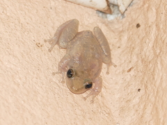 Scinax fuscovarius