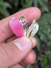 Alstroemeriaceae