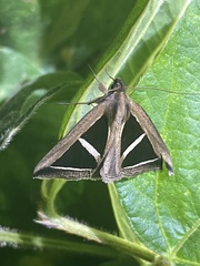 Parachalciope benitensis