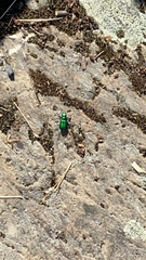 Cicindela denikei