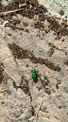 Cicindela denikei