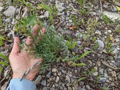 Oxytropis sericea speciosa