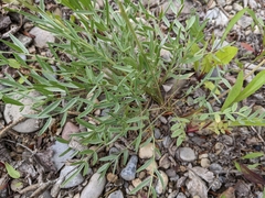 Oxytropis sericea speciosa