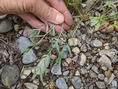 Oxytropis sericea speciosa