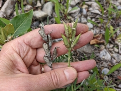 Oxytropis sericea speciosa