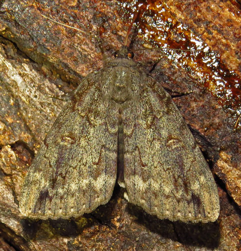 Residua Underwing photo 5