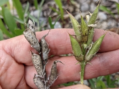 Oxytropis sericea speciosa
