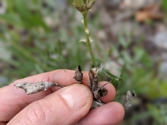 Oxytropis sericea speciosa