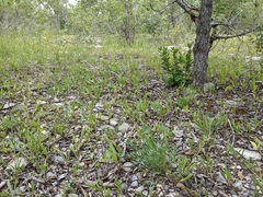 Oxytropis sericea speciosa