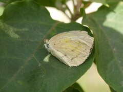 Eurema