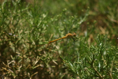 Sympetrum meridionale