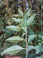 Latua pubiflora