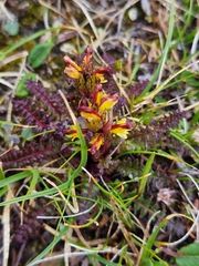 Pedicularis labradorica