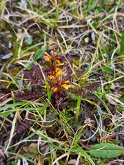 Pedicularis labradorica