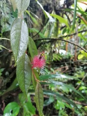 Columnea minor