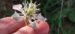 Nigella arvensis