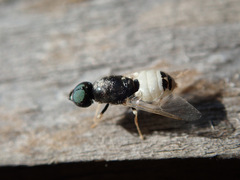 Nemotelus pantherinus