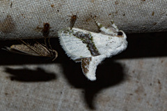 Afraltha chionostola