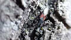 Oxycarenus lavaterae