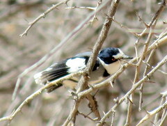 Lanioturdus torquatus