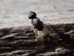 Nemotelus pantherinus