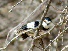 Lanioturdus torquatus