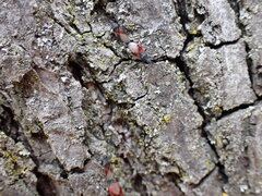 Oxycarenus lavaterae