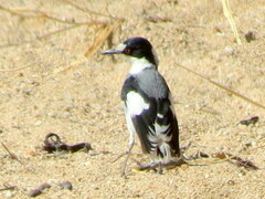 Lanioturdus torquatus