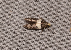 Recurvaria leucatella