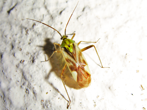 Closterotomus venustus