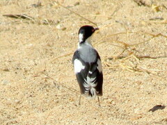 Lanioturdus torquatus