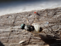 Nemotelus pantherinus