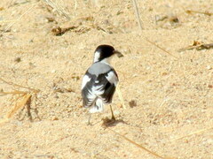 Lanioturdus torquatus