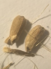 Plectocephalus chilensis