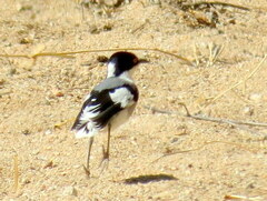 Lanioturdus torquatus