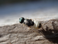 Nemotelus pantherinus