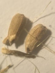 Plectocephalus chilensis