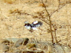 Lanioturdus torquatus