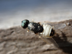 Nemotelus pantherinus