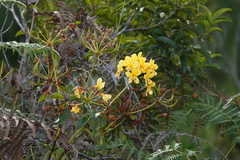 Rhododendron macgregoriae