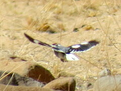 Lanioturdus torquatus