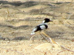 Lanioturdus torquatus
