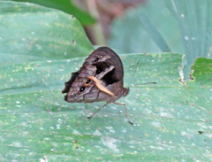 Posttaygetis penelea