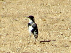 Lanioturdus torquatus