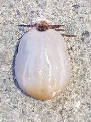 Parasitiformes