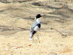 Lanioturdus torquatus