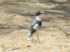 Lanioturdus torquatus