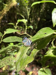 Oleria rubescens