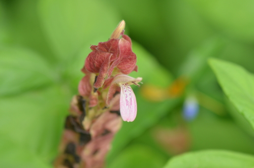 Justicia brandegeeana